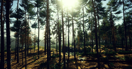 Morning light streams through a dense forest, casting shadows on the ground. Tall trees create a serene atmosphere, inviting exploration and reflection amidst natures beauty.の写真素材