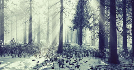 Snow blankets the ground and trees in a tranquil forest. Sunlight streams through the branches, creating a serene atmosphere typical of a winter day.の写真素材