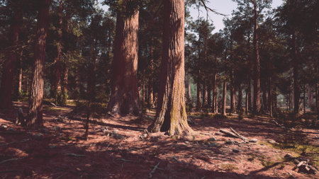 A forest filled with lots of tall trees