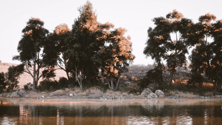 A tranquil riverside view showcases tall trees reflecting on the waters surface under a warm golden hue. The lush greenery surrounds the bank, creating a peaceful atmosphere.の写真素材