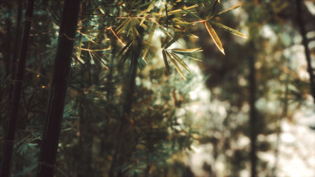 Golden sunlight dapples the vibrant green bamboo leaves, creating a tranquil atmosphere in the forest. The peaceful setting invites calm and reflection among nature.の写真素材
