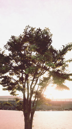 A tall tree stands by the river as the sun sets, casting a warm light through its leaves. The...