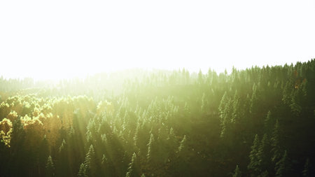 Sunlight breaks through a thick canopy, illuminating a tranquil forest. Trees stand tall, their...