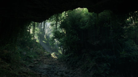 Natural light filters through a dark cave entrance, illuminating vibrant green plants inside. The scene captures a tranquil moment in a hidden rainforest, showcasing Earth's beauty.の写真素材