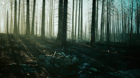 Charred remnants of a forest stand tall as morning light filters through the trees. Shadows stretch across the ground, highlighting the destruction caused by fire in this somber landscape.の写真素材