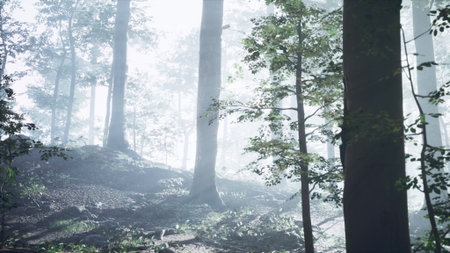 Soft morning light filters through tall trees in a serene forest. Mist lingers among the leaves,...