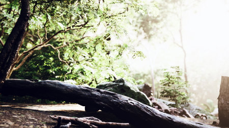 A vibrant forest scene shows sunlight streaming through the verdant canopy. A weathered log rests on...