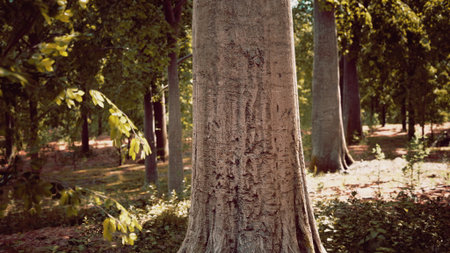 A large tree stands proudly amidst a tranquil forest. Sunlight filters through the leaves, creating a peaceful atmosphere. Nearby trees add to the lush greenery surrounding this natural setting.の写真素材