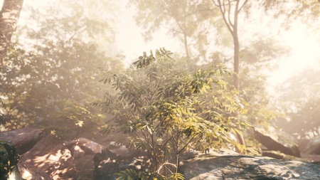 Sunlight filters through tall trees, creating a peaceful atmosphere in a vibrant forest. Soft fog dances around rich foliage, enhancing the sense of tranquility in nature.の写真素材