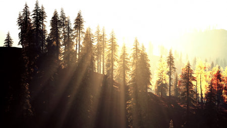 Golden sunlight streams through tall pine trees, casting long shadows on the forest floor.の写真素材