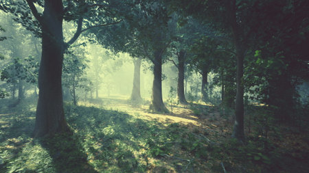 Soft beams of light shine through tall trees, illuminating the forest floor. Mist hangs in the air, creating a serene and magical atmosphere among the greenery.の写真素材