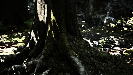 Thick roots of a giant tree stretch across the dark forest floor, partially illuminated by gentle sunlight. Moss clings to the bark, creating a serene and peaceful atmosphere.の写真素材