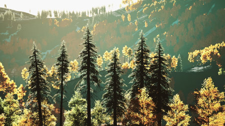 Colorful autumn leaves cover the trees in a serene forest. Sunlight filters through the branches, highlighting the vibrant greens and yellows. The mountains rise majestically in the background.の写真素材