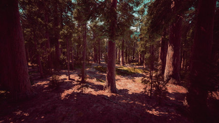 A serene forest scene showcases towering trees with dappled sunlight shining through their leaves. Gentle shadows dance on the forest floor, creating a tranquil and inviting atmosphere.の写真素材