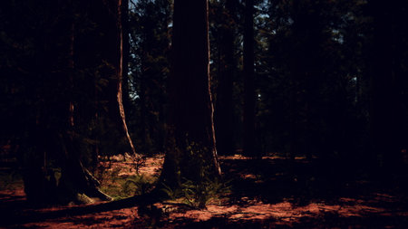 Sunlight gently pierces the dense canopy of a quiet forest, casting soft shadows on the ground. Ferns and rich earth tones create a peaceful atmosphere filled with natures charm.の写真素材