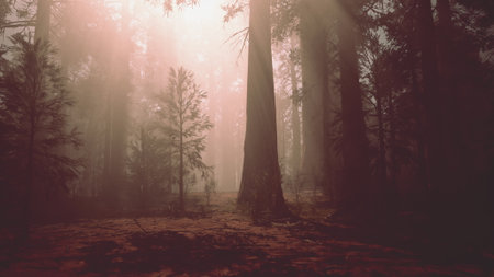 Gentle rays of sunlight break through a misty forest, illuminating towering trees. The atmosphere is calm, with a sense of peace and tranquility as morning unfolds in nature.の写真素材