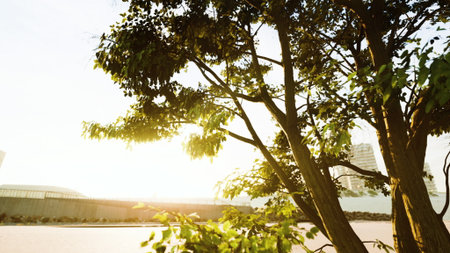 Sunlight filters through lush green tree branches, creating a serene atmosphere by the waterfront. Skyscrapers glisten in the distance as evening approaches, painting a tranquil scene.の写真素材