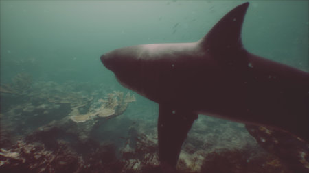 A majestic shark swims gracefully in clear waters, showcasing powerful movements. Colorful corals and marine life are visible below, creating a stunning underwater scene that captivates divers.の写真素材