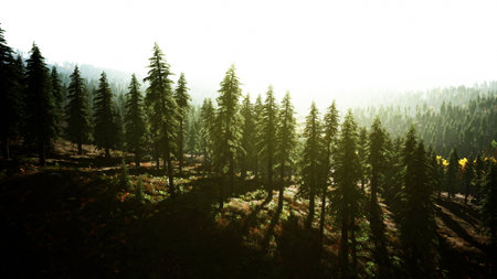 A peaceful forest is illuminated by warm sunlight as it filters through tall, green trees. The landscape is filled with shadows, highlighting the natural beauty of this tranquil setting.の写真素材