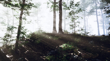 Sunlight filters through tall trees in a peaceful forest as morning mist dances around the ground. Rays of light create an enchanting atmosphere among the foliage.の写真素材
