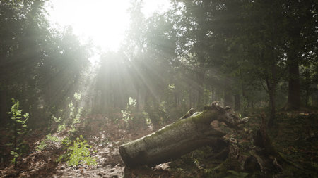 Bright sunlight streams through the tall trees, casting soft rays onto the forest floor. A fallen log covered in green moss rests amid lush foliage, creating a peaceful scene.の写真素材