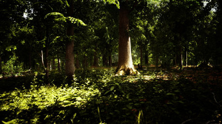 In a lush forest, sun rays stream down, illuminating the greenery. Tall trees stand majestically, while a carpet of foliage covers the ground. A sense of calm fills the air in this tranquil setting.の写真素材