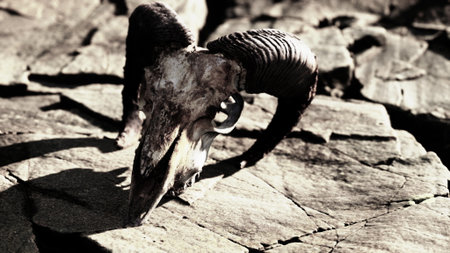 A ram skull lies on weathered rocks, illuminated by the strong sunlight. The scene captures a sense...