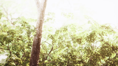Warm sunlight gently illuminates vibrant green leaves on tall trees, creating a peaceful atmosphere in a tranquil forest during a calm afternoon.の写真素材