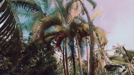 Towering palm trees create a lush canopy in a tropical paradise, as soft sunlight filters through their fronds, illuminating vibrant greens against a pastel sky at dusk.の写真素材