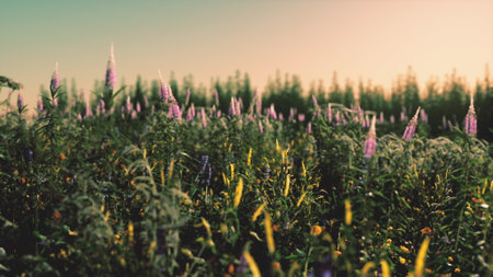 A colorful array of wildflowers sways gently in the warm evening breeze. Sunlight filters through the tall grass, creating a peaceful and serene nature scene at dusk.の写真素材