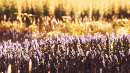 Vibrant lavender flowers stretch across the fields, illuminated by warm sunlight. The scene captures a tranquil summer day, highlighting natures beauty and the serenity of blooming flowers.の写真素材