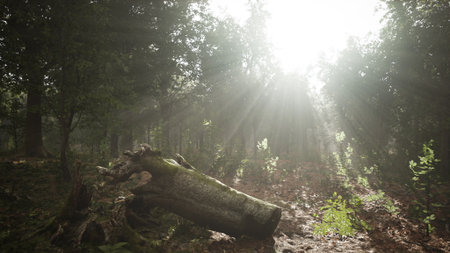A beautiful forest scene showcases soft sunlight streaming through tall trees. A fallen log rests peacefully on the ground, surrounded by green plants and earthy tones.の写真素材