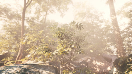 Gentle sunlight pours into a tranquil forest, illuminating lush green leaves and smooth rocks. Mist lingers in the air, creating a peaceful atmosphere for nature lovers.の写真素材