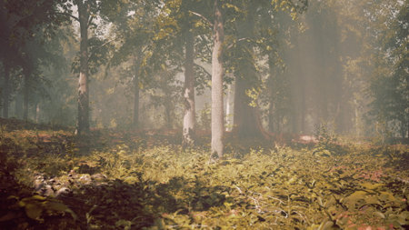 Tall trees create shadows on the forest floor as gentle sunlight streams through the leaves. A calm atmosphere surrounds the vibrant greenery, inviting tranquility and reflection.の写真素材