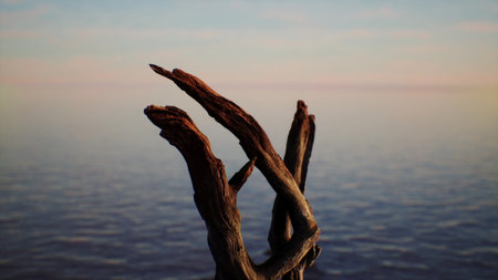 Twisted driftwood stands elegantly against a tranquil ocean, reflecting warm sunlight at dusk. The...