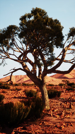 A solitary tree rises among the rocky desert terrain, bathed in warm sunset light. Surrounding shrubs add life to the tranquil environment, showcasing natures beauty in solitude.の写真素材