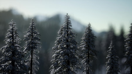 Snow covered pine trees rise proudly in a tranquil winter landscape. The sunlight casts a warm glow over the serene mountain views, creating a peaceful atmosphere. Natures beauty shines brightly.の写真素材