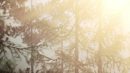 Gentle rays of sunlight illuminate a serene forest landscape. Tall trees cast soft shadows as nature awakens in the quiet of morning.の写真素材