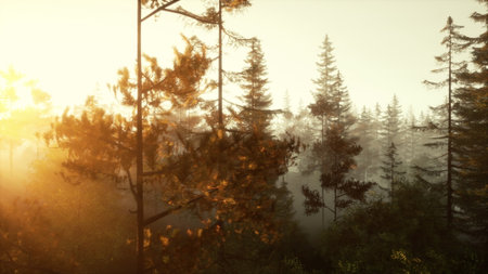 Soft golden sunlight bathes the tall trees in a peaceful forest at dawn. The mist gently rises, creating a magical atmosphere filled with tranquility and beauty in nature.の写真素材