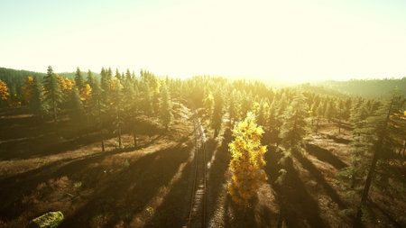 Golden sunlight spills over a peaceful forest, casting long shadows on a narrow railway. Vibrant trees stand tall as the day begins, signaling the serene beauty of nature.の写真素材