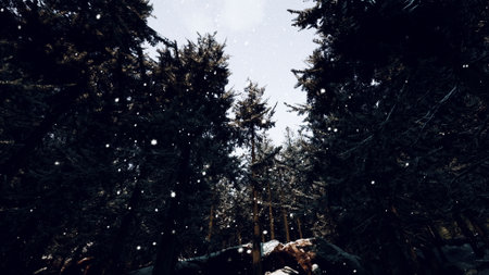 Snowflakes gently drift down through the tall evergreen trees, creating a peaceful scene in a quiet...