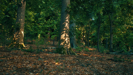 In a peaceful forest, sunlight plays with shadows on the ground. Tall trees with lush green leaves stand majestically, while fallen leaves blanket the earthy floor. The scene radiates tranquility.の写真素材