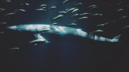 A massive shark maneuvers silently in deep blue waters, surrounded by a school of smaller fish. The aquatic scene highlights the beauty of ocean life exploring dark depths.の写真素材