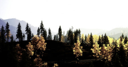 Tall evergreen trees stand majestically with golden leaves reflecting warm sunlight. A peaceful mountain landscape offers tranquility as light highlights the beauty of autumn.の写真素材