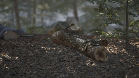 A tranquil forest setting features a fallen log surrounded by a carpet of leaves, basking in soft daylight. The lush greenery adds to the peaceful atmosphere.の写真素材