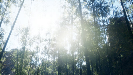 Tall bamboo trees stretch towards a bright sky, creating a peaceful atmosphere as sunlight filters through the leaves. This serene forest invites tranquility and reflection in nature.の写真素材