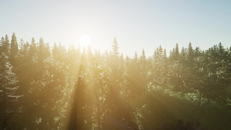 Sunlight bathes the forest in a warm glow as rays pierce through tall evergreen trees. The tranquil atmosphere invites peace and reflection, showcasing natures beauty at dawn.の写真素材