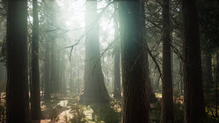 Sunlight filters through the tall trees in a serene forest, casting gentle rays and creating a...