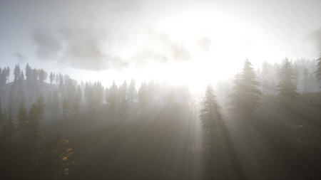 Golden rays of sunlight pierce through the mist, illuminating tall evergreen trees in a serene and untouched forest. The peaceful atmosphere reflects the beauty of nature at dawn.の写真素材