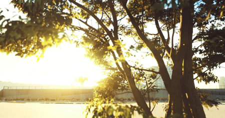 Golden sunlight streams through the leaves of a tree along a pathway, casting warm reflections on the water and providing a tranquil evening atmosphere.の写真素材